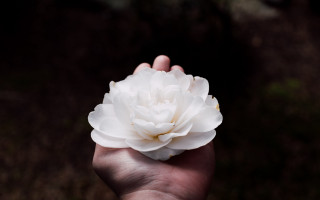 White flower hand shallow depth - a person holding free wallpaper