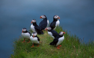 Birds hill water grass ecological - a group of birds free wallpaper