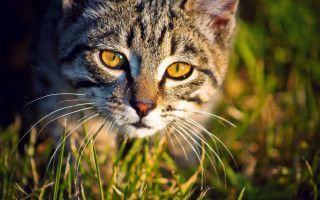 Cat yellow eyes grass sad 2 - naturalism free wallpaper