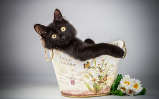 Black cat bucket flower butterfly - a black cat free wallpaper