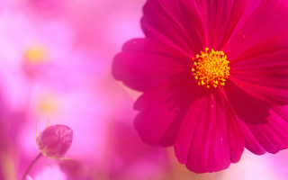 Pink flower field yellow center 3 - yellow center free wallpaper