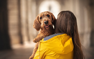 Woman holding dog yellow jacket - a yellow coat free wallpaper
