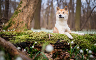 Dog moss log woods white - a few white flower free wallpaper