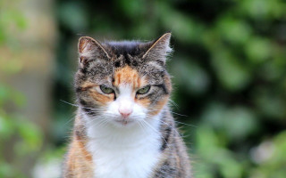 Cat white orange face green - the background and a blurry background free wallpaper