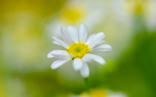 White flower yellow center green 12 - yellow center free wallpaper