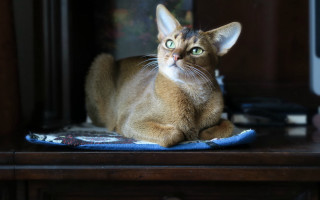 Cat bluetable felix darley depthblur - back leg free wallpaper