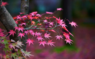 Pink leaves forest purple flowers - the background and a blurry background of trees free wallpaper