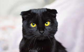 Black cat yellow eyes bed 3 - a white sheet free wallpaper