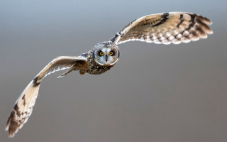 Bird flying wings spread wide - a photorealistic painting free wallpaper