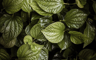Green leafy plant vines photorealism - lot of leaves free wallpaper