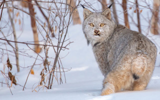 Lynx snowy forest yelloweyes blacknose - a lynx free wallpaper