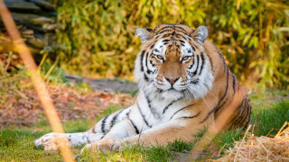 Tiger grass bushes autumn nature - a tiger free wallpaper