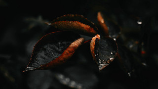 Leaf water droplets macro night 2 - a few drop of water free wallpaper