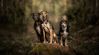 Three dogs forest outdoor animal - an album cover free wallpaper