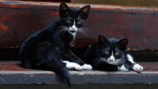 Black white kittens wooden bench - their face free wallpaper