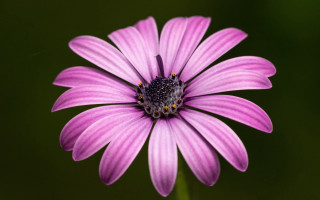 Purple flower closeup green background 3 - a purple flower free wallpaper