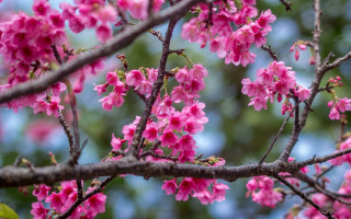 Pink flower blooming tree blossoms - the branch free wallpaper