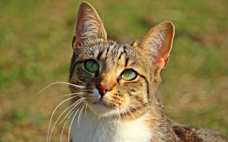 Cat green eyes looking up 3 - carlos catasse free wallpaper for desktop