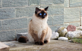 Cat blue eyes sitting stone - sumatraism free wallpaper
