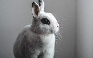 White rabbit black nose serious - a white rabbit free wallpaper