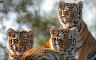 Three tigers rock blurry background - a rock together free wallpaper