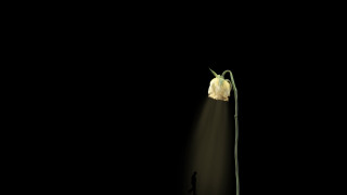 Flower lit dark shadow digital - a single flower free wallpaper