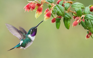 Hummingbird flower open wings green - its beak open free wallpaper