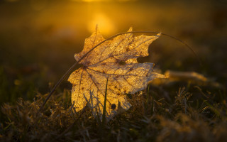 Frosted leaf backlit autumn sunset - sunset free wallpaper