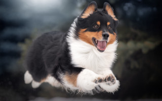 Dog jumping energetic shiba inu - its paw free wallpaper