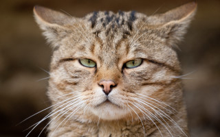 Cat green eyes whiskers angry - a close up of a cat free wallpaper