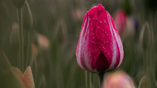 Pink flower white spot grass - corneille free wallpaper