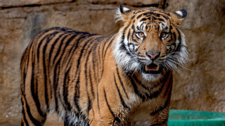 Tiger zoo enclosure green bucket - a tiger free wallpaper