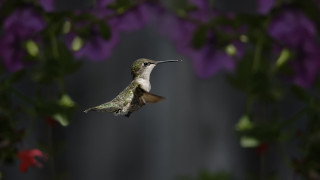 Hummingbird purpleflowers bokeh macro plant - elinor proby adams free wallpaper