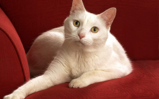 White cat red couch green - the arm of the couch free wallpaper