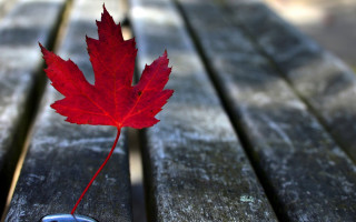 Red leaf bench cellphone macro - a cell phone free wallpaper