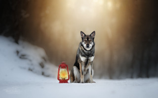 Dog lantern snow light blurry - a storybook illustration free wallpaper for desktop