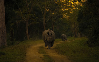 Elephants walking dirt road woods - tree and grass free wallpaper