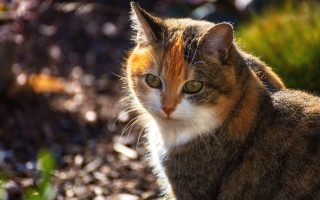 Cat green eyes rock outdoors - a rock outside free wallpaper