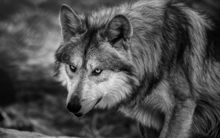 Wolf rock forest blackandwhite dog - a rock in a forest free wallpaper