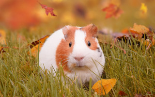 Guinea pig autumn leaves blurry - chippy free wallpaper