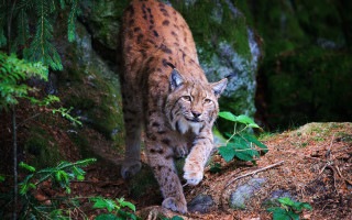 Lynx forest green leaves rocks - a lynx free wallpaper