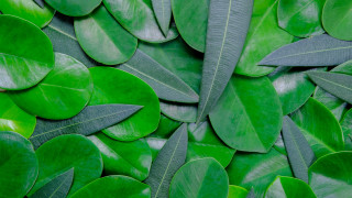 Green leaves white background plant - a close up of a bunch free wallpaper