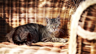 Cat wicker basket table neoplasticism - a table top free wallpaper