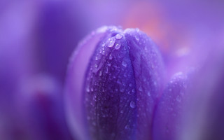Purple flower water droplets macro 32 - a yellow background behind free wallpaper