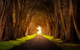Tunnel of trees road grass - both side free wallpaper