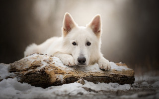 White dog snow log resting - animal free wallpaper