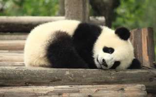 Panda laying wooden platform trees - bian jingzhao free wallpaper