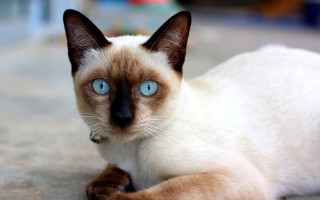 Siamese blue eyes curious cat - sumatraism free wallpaper