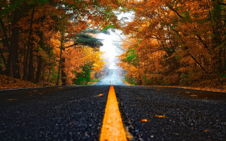 Autumn forest road leaves city - both side free wallpaper