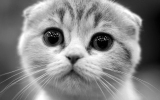 Cat eye pointillism greyscale face - pointillism free wallpaper